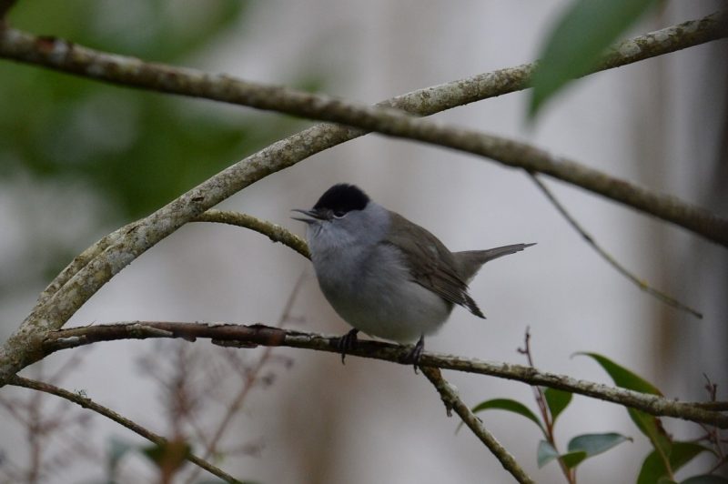 Fauvette à tête noire mâle en hiver